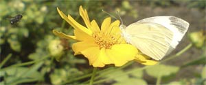 Капустница