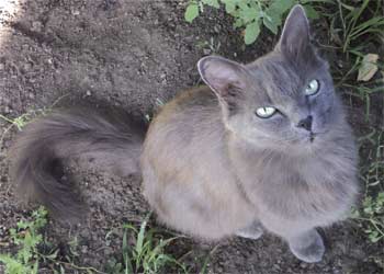Кошка домашняя