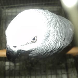 Животные